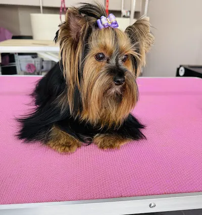 Psie Cięcie Małgorzata Ozarczuk - Najlepszy psi fryzjer w Lubinie!